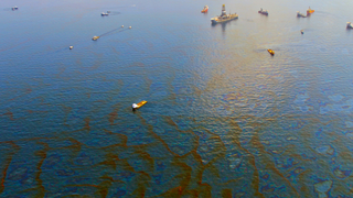 Dispersant Used to Fight Deepwater Horizon More Toxic to Coral Than Oil